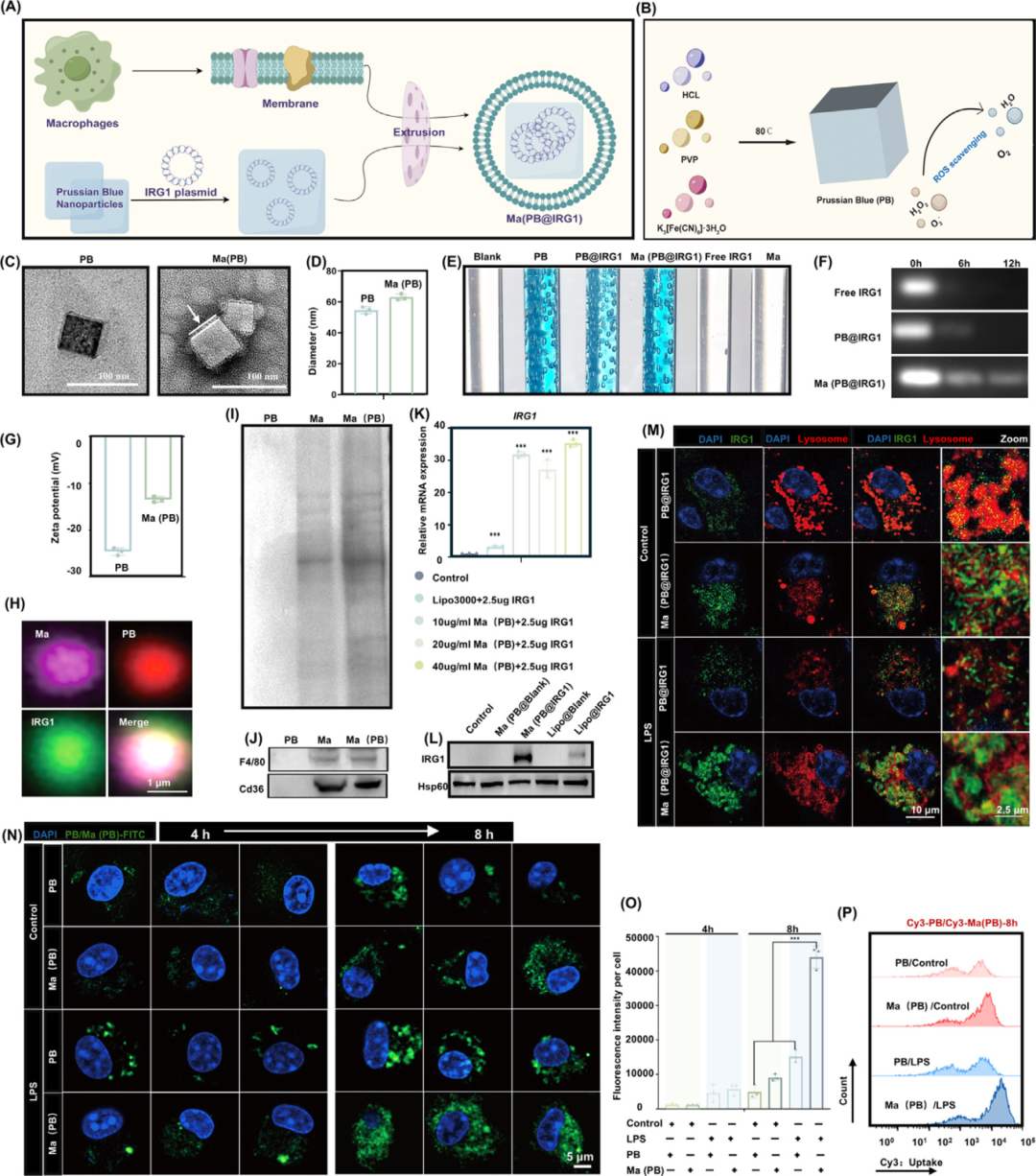 治疗二型糖尿病