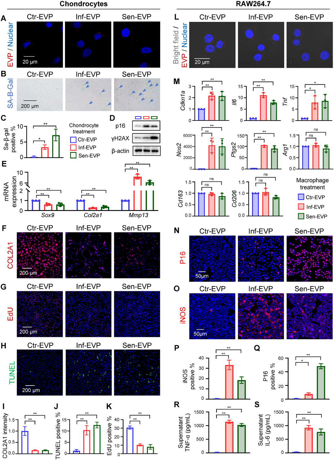 骨关节炎新疗法