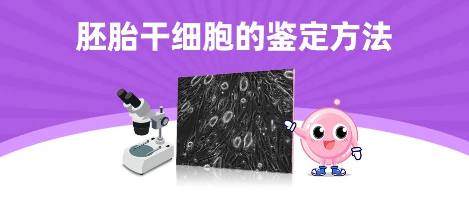 ESC的鉴定方法 | 赛业OriCell