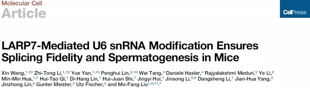 LARP7-Mediated U6 snRNA Modification Ensures Splicing Fidelity and Spermatogenesis in Mice