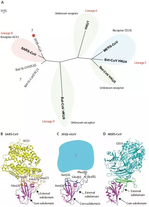 系统发育分析和SARS-CoV-2，SARS-CoV和MERS-CoV的受体结合域