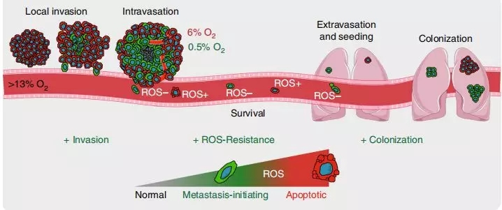 缺氧后肿瘤细胞具有抗活性氧的表型