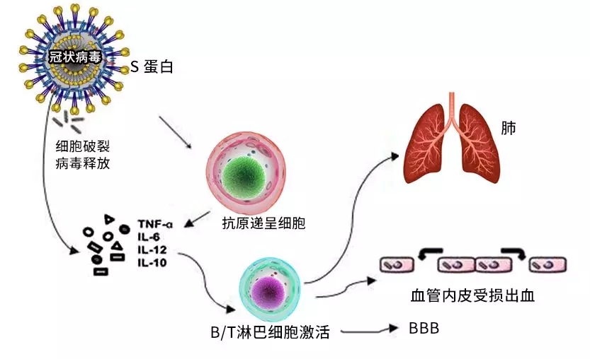 冠状病毒入侵机体的免疫过程及造成的机体损伤