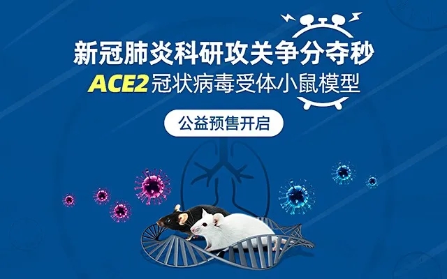 ace2小鼠模型