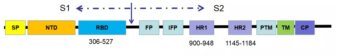 CoV Spike蛋白结构