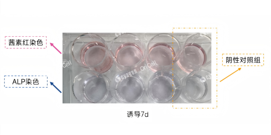 MC3T3-E1细胞系