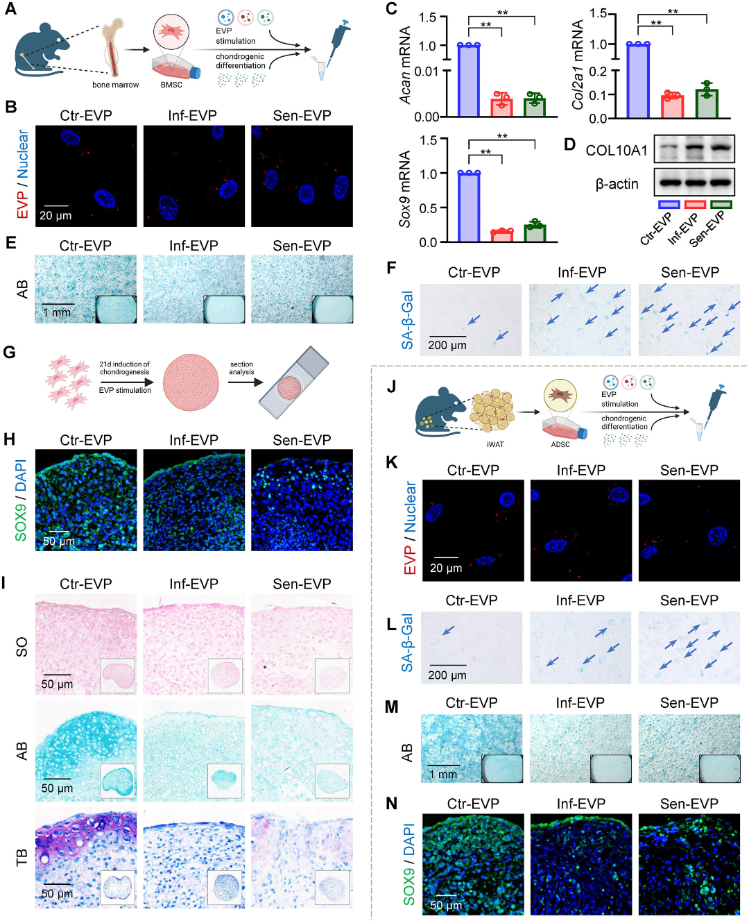 骨关节炎新疗法