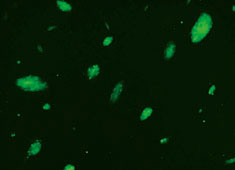C57BL/6小鼠胚胎干细胞/GFP  C57BL/6小鼠胚胎干细胞/GFP MUBES-01101