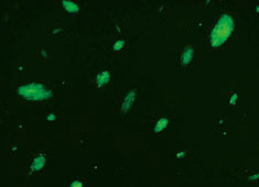 OriCell<sup>®</sup>C57BL/6小鼠胚胎干细胞/GFP