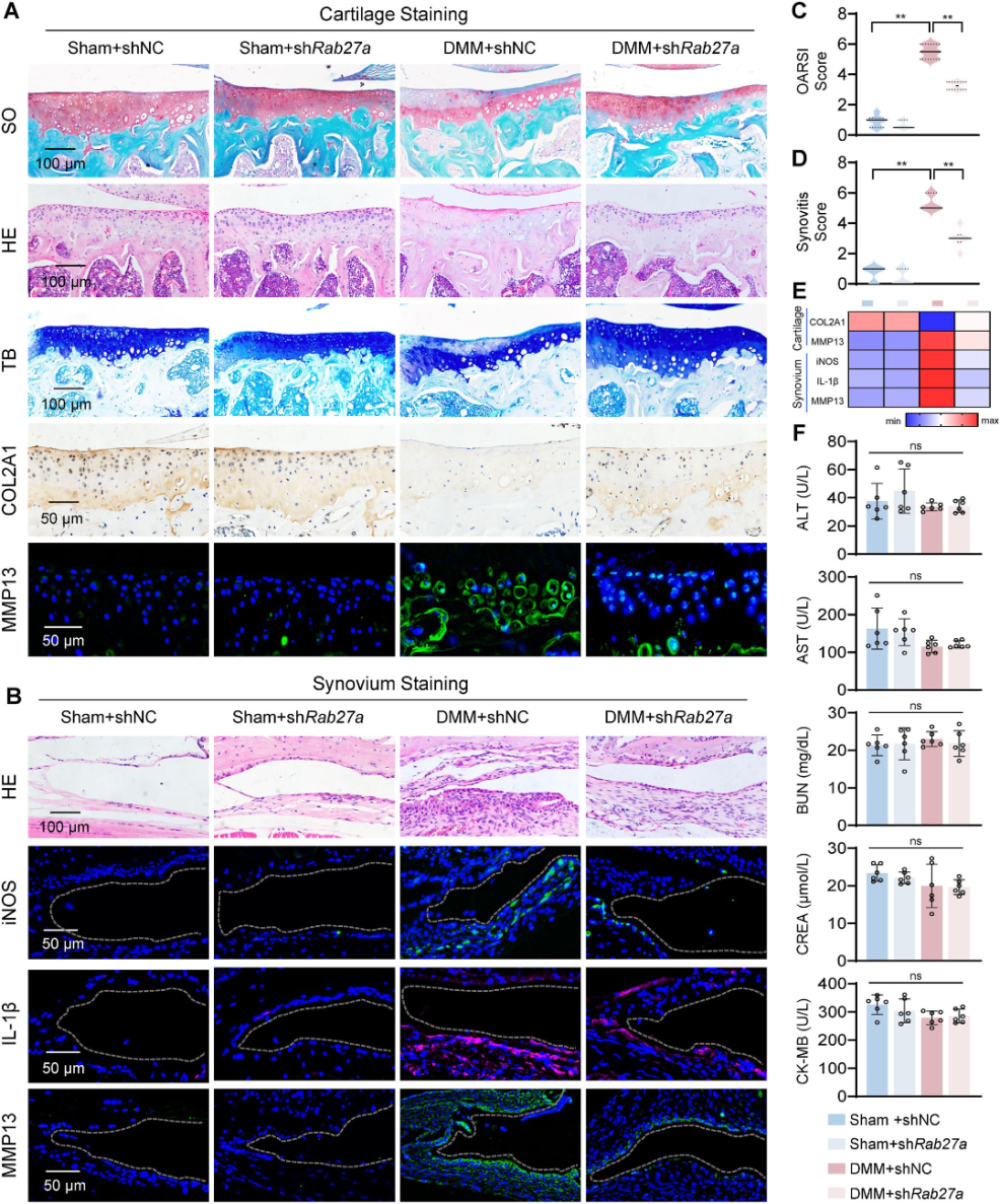 骨关节炎新疗法