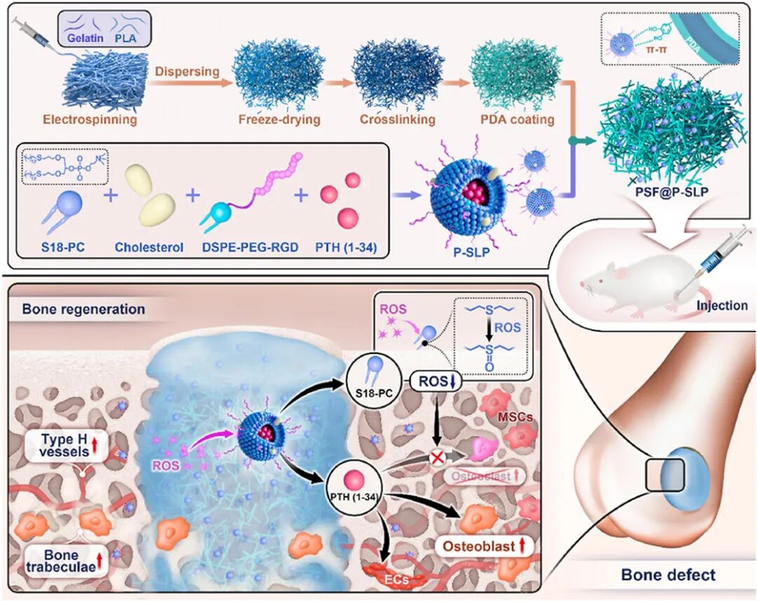 抗氧化—血管-成骨偶联