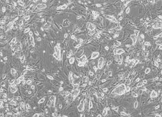129小鼠胚胎干细胞 129小鼠胚胎干细胞 MUAES-01001