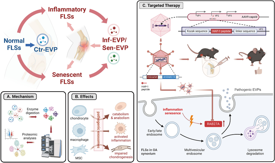 骨关节炎新疗法