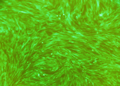 OriCell<sup>®</sup>SD大鼠骨髓间充质干细胞-GFP