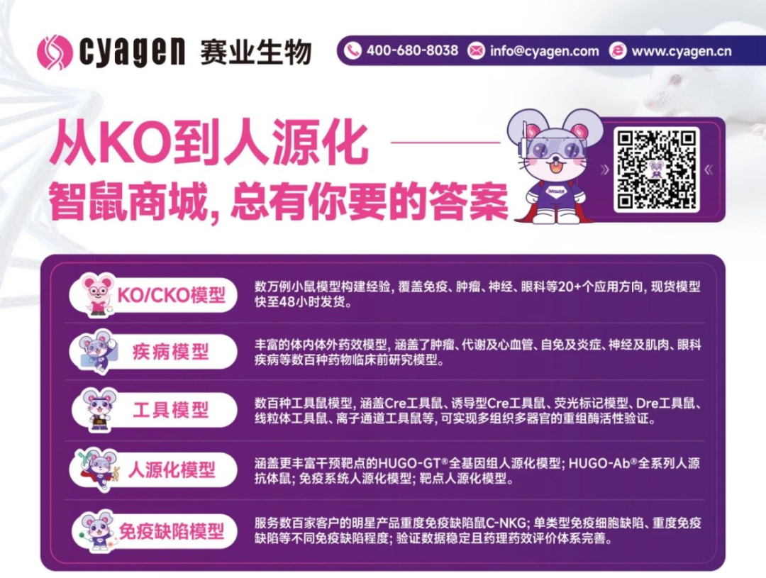 人源化/KO小鼠原代细胞