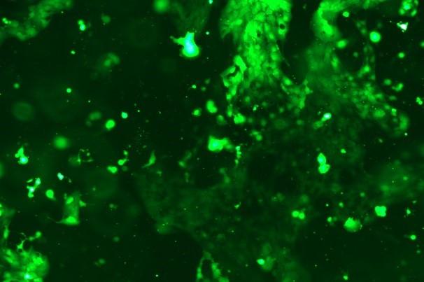OriCell<sup>®</sup>A-431 with GFP