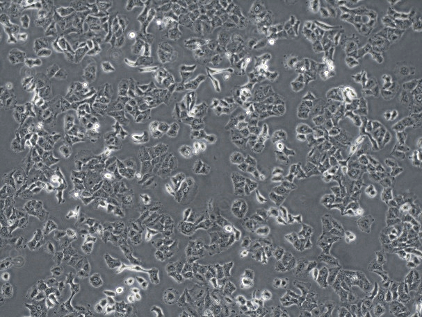 A549 人非小细胞肺癌细胞系