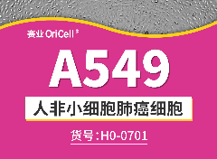 人非小细胞肺癌细胞系 A549增殖视频（贴壁生长）