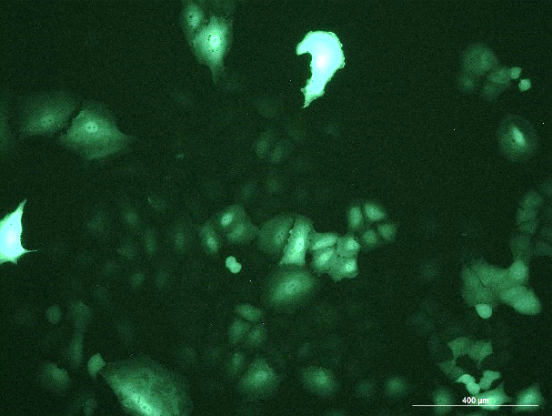 OriCell<sup>®</sup>A549 with Luciferase & GFP