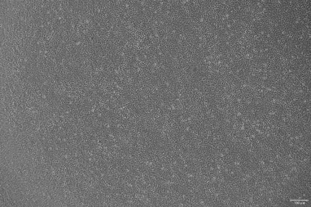 OriCell<sup>®</sup> ATDC-5 小鼠成软骨细胞系