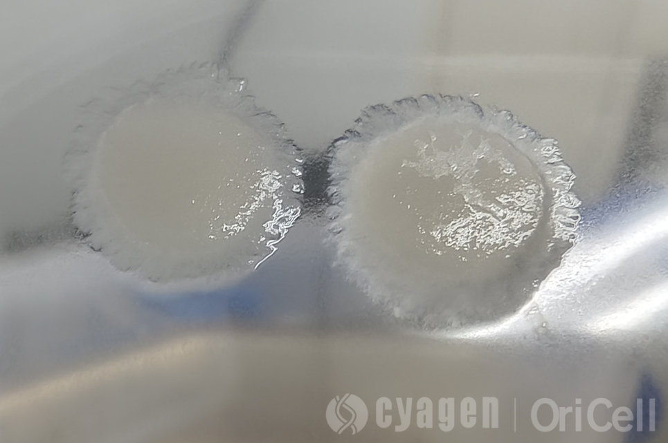 细胞真菌污染的主要特征