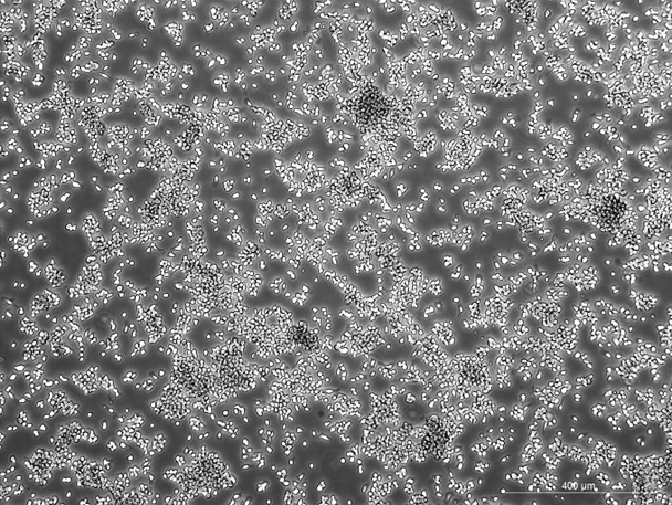 OriCell<sup>®</sup>Ana-1小鼠巨噬细胞系
