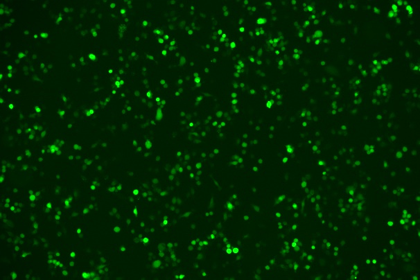 None OriCell<sup>®</sup>AsPC-1 with Luciferase & GFP H2-0905