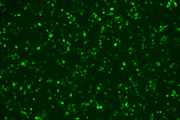 OriCell<sup>®</sup>AsPC-1 with Luciferase & GFP