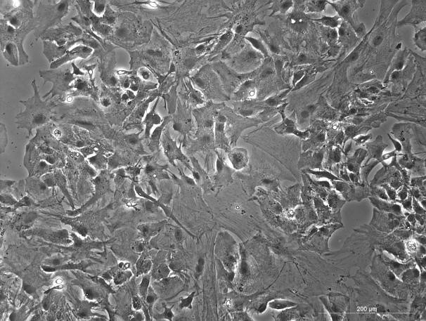 OriCell<sup>®</sup> C57BL/6小鼠皮层星形胶质细胞