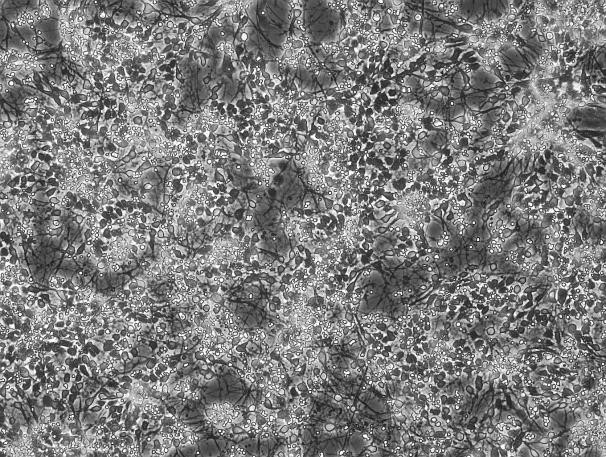 OriCell<sup>®</sup> C57BL/6胎鼠皮层神经元细胞