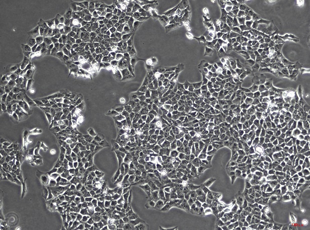 OriCell<sup>®</sup>BHT101人甲状腺癌细胞系