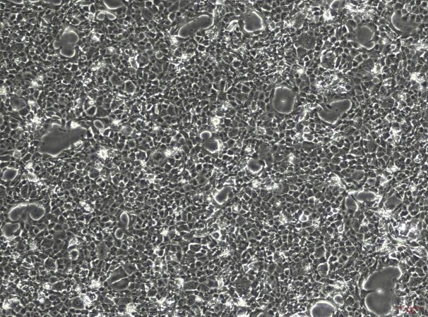 OriCell<sup>®</sup>BNL CL.2小鼠胚胎肝细胞系