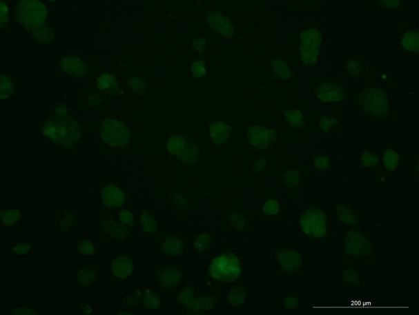 OriCell<sup>®</sup>C57BL/6小鼠胚胎干细胞/GFP