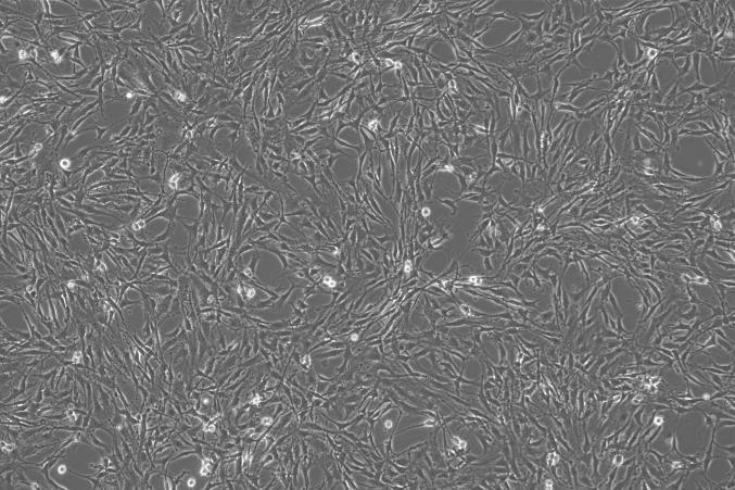 OriCell<sup>®</sup>C6 with Luciferase