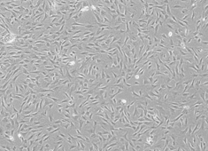 狗骨髓间充质干细胞 狗骨髓间充质干细胞 CAXMX-01001
