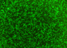 狗骨髓间充质干细胞-GFP 狗骨髓间充质干细胞-GFP CAXMX-01101
