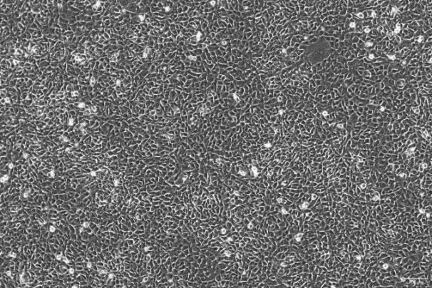 OriCell<sup>®</sup>CMT93 小鼠直肠多倍体癌细胞系