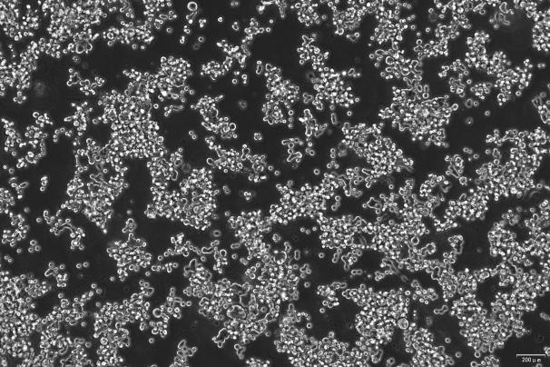 OriCell<sup>®</sup>COLO 201 人结直肠腺癌细胞系