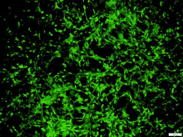 OriCell<sup>®</sup>CT26.WT with Luciferase & GFP