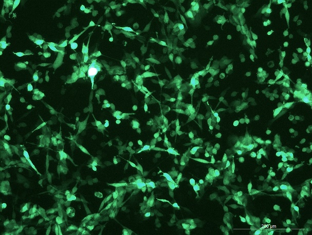 None OriCell<sup>®</sup>CT26.WT with GFP M1-0103