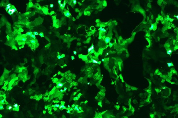 OriCell<sup>®</sup>Calu-3 with GFP