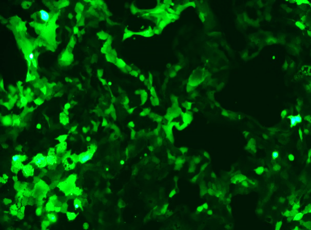 None OriCell<sup>®</sup>Calu-3 with Luciferase & GFP H0-1805