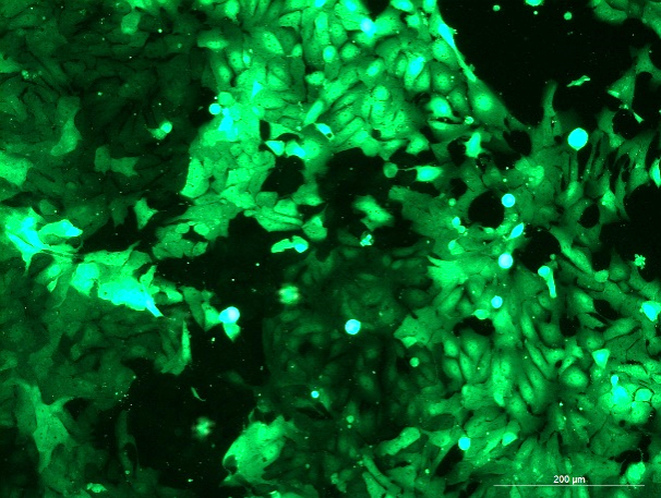 OriCell<sup>®</sup>DLD-1 with GFP