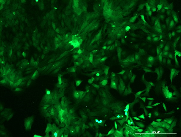 None OriCell<sup>®</sup>DLD-1 with Luciferase & GFP H1-1105