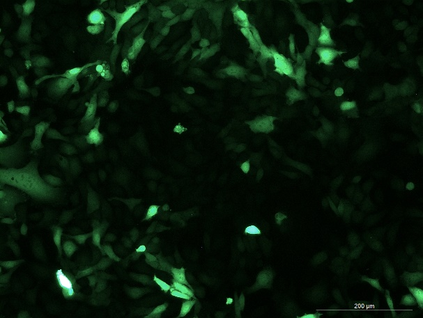 None OriCell<sup>®</sup>EMT-6 with GFP M6-0303