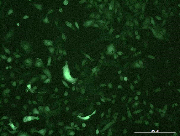 None OriCell<sup>®</sup>EMT-6 with Luciferase & GFP M6-0305