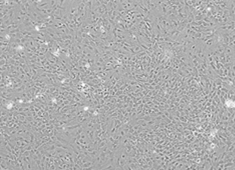 F344 新生鼠星形胶质细胞  F344 新生鼠星形胶质细胞 FCCAC-00001