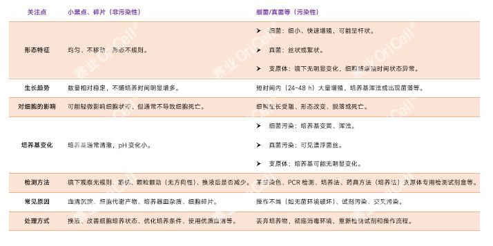 贴壁细胞