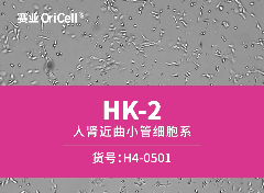 人肾近曲小管细胞系 HK-2增殖视频（贴壁生长）