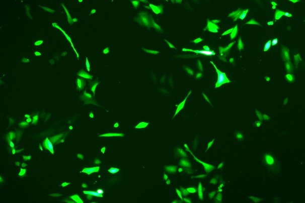 OriCell<sup>®</sup>HPDE6-C7 with GFP